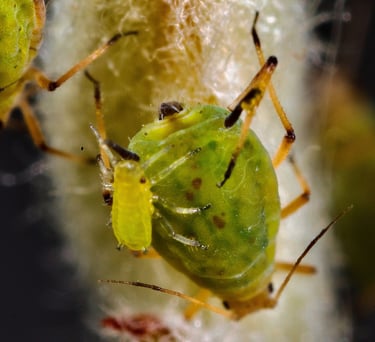 Green Aphids