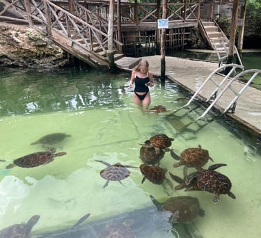 Learn about sea turtle conservation while interacting with turtles in Zanzibar