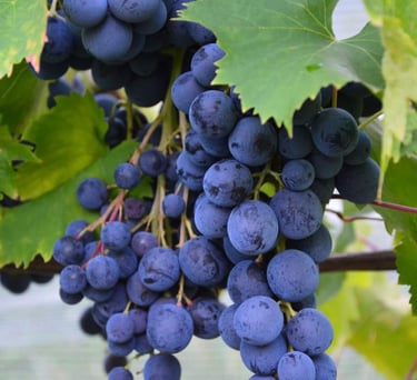 Vignes de raisin bio cultivées dans notre ferme familiale en Savoie