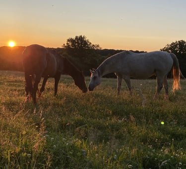 2 chevaux, broutent au coucher du soleil