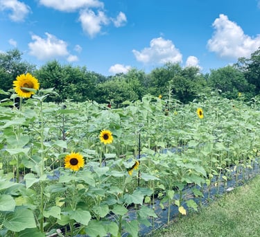 Sunflower field, rows of sunflowers on a bright sunny day