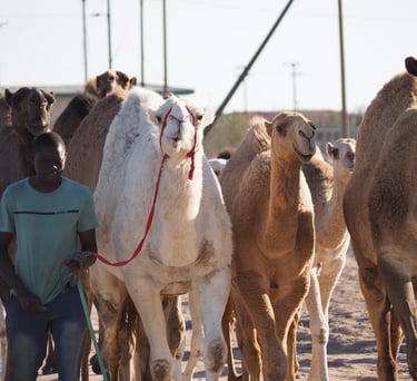 a black man herding a group of camels in Kuwait