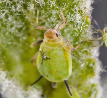 Green aphid
