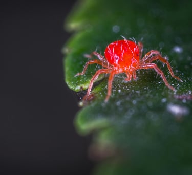 Red spider mite