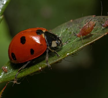 Ladybird hunting aphids