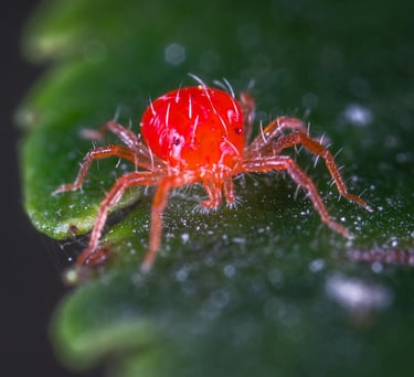 Red spider mite