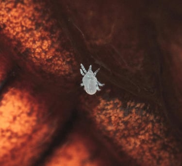 Spider mite