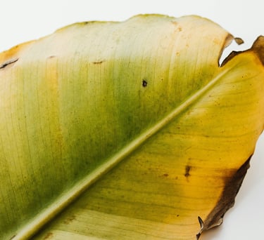 Yellow leaf