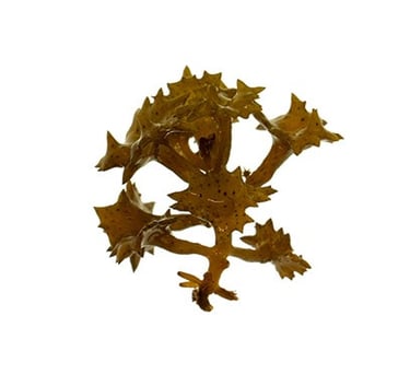 Turbinaria ornata