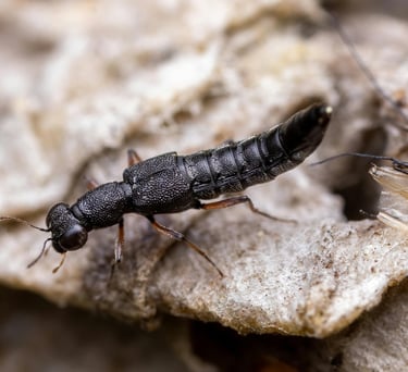 Predatory "Rove" beetle