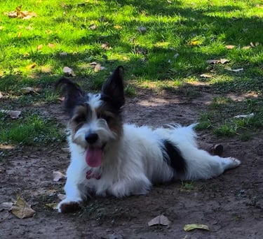 a dog laying on the ground in a yard
