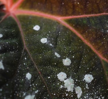 Leaf with fungal spots
