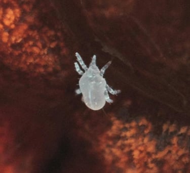 White spider mite