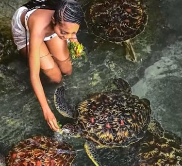 Hands-on experience feeding sea turtles and discovering marine life in Zanzibar