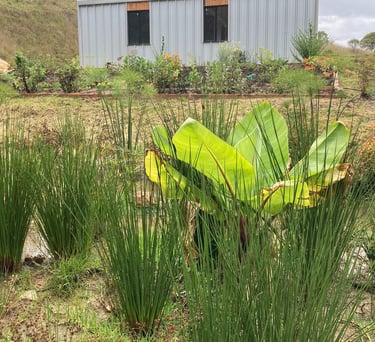 diseño de jardines acuaticos