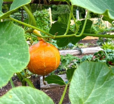 jardinage en permaculture dans les vosges