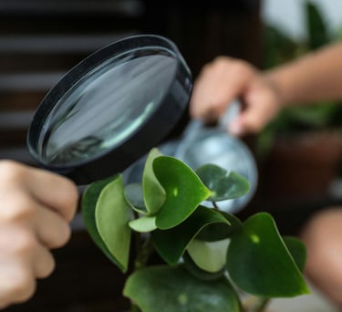 Inspecting a houseplant for pests