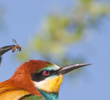 two birds sitting on a tree branch