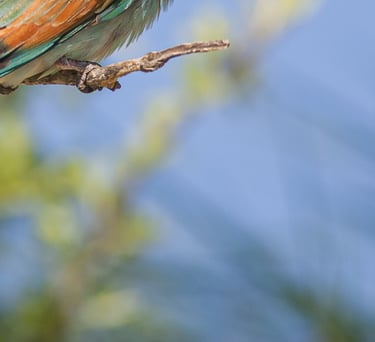 two birds sitting on a tree branch