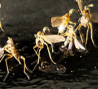 Fungus gnats stuck to a black sticky trap