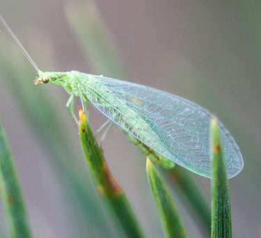 Lacewing beneficial insect