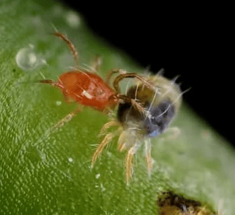 Predatory mite hunting a red spider mite