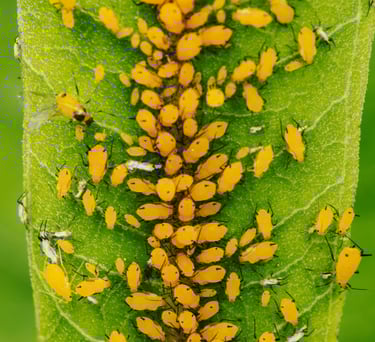 Yellow Aphids on a leaf