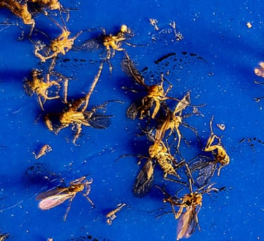 Fungus gnats on blue sticky trap