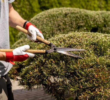 Bonsai augalų karpymas