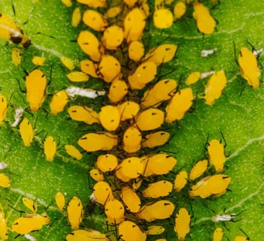 Yellow Aphids