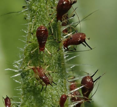 Brown aphids