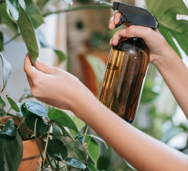 Plant being sprayed with a spray bottle