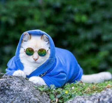 Gato blanco con lentes y chamarra azul con capucha sobre piedra
