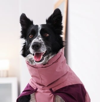 Un alegre Border Collie blanco y negro con un abrigo impermeable rosa 