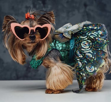 Yorkshire Terrier con gafas de sol en forma de corazón y un disfraz de sirena verde con lentejuelas.