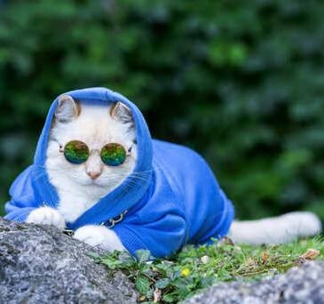 Un gato blanco y elegante, con una sudadera azul con capucha y gafas de sol tintadas, al aire libre 