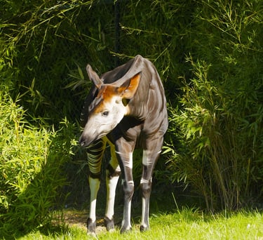 Okapi standing in forest clearing showing full body with striped legs and brown coat