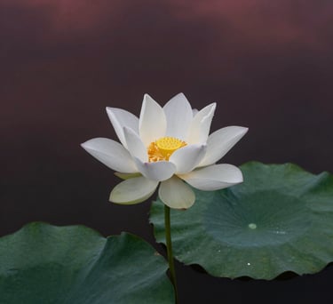 A high-angle shot of a white lotus flower blooming in a dark pond. The water reflects a deep maroon sky at twilight. Serene and spiritual.