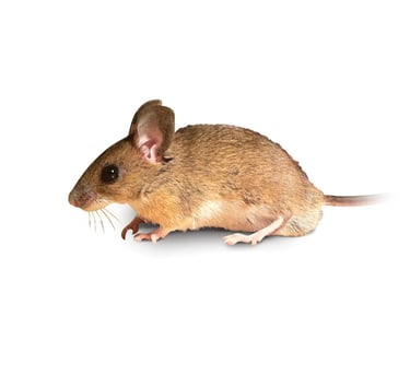 Désourisation a Nice