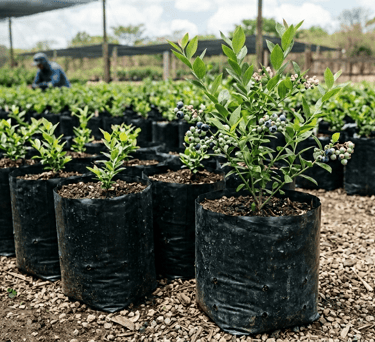 Plantas de arándano azul creciendo en bolsas negras de vivero