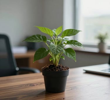 A close-up shot of a small, flourishing green plant on a polished wooden desk inside a professional office, with soft natural light coming through a window, representing growth and stewardship.