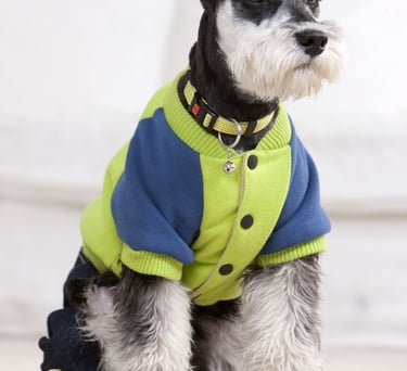 Un Schnauzer Miniatura negro y plateado que lleva una chaqueta de forro polar verde y azul y botas