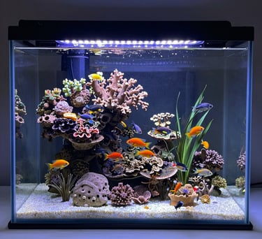 A vibrant saltwater aquarium featuring colorful tropical fish, coral reefs, and LED lighting.