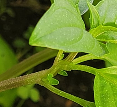 Pousse latérale en formation à l’aisselle d’une feuille sur un plant de basilic en bonne santé, cultivé en sol naturel, montr