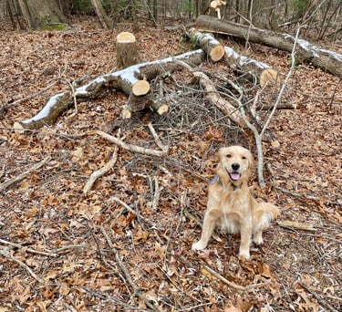 Step 1: Find Green Wood for Carving
