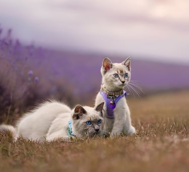two kittens sitting in a yorkshire lavender field looking to the right.