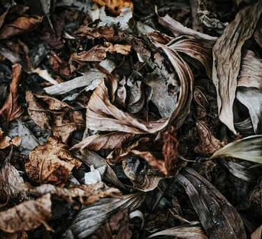 Rotting leaves