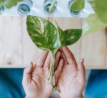 Epipremnum Marble Queen cuttings with no roots