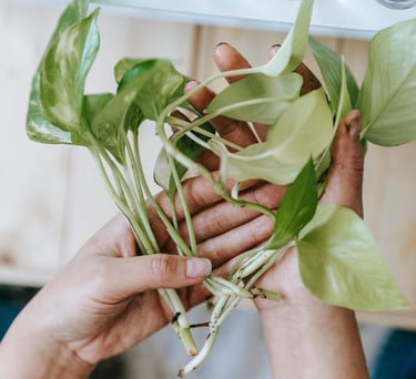 Epipremnum cuttings