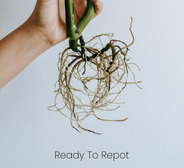 Plant roots that are ready to be repotted